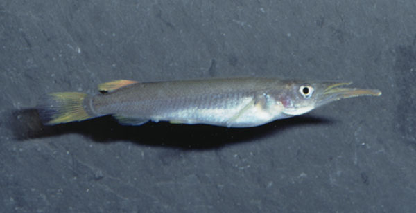 Nomorhamphus ravnaki