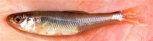 Notropis semperasper