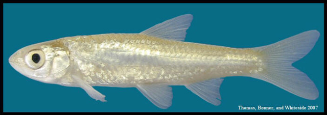 Notropis shumardi