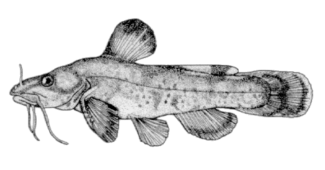 Noturus stigmosus