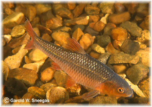 Notropis topeka