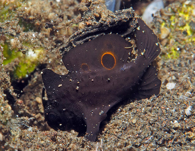 Nudiantennarius subteres