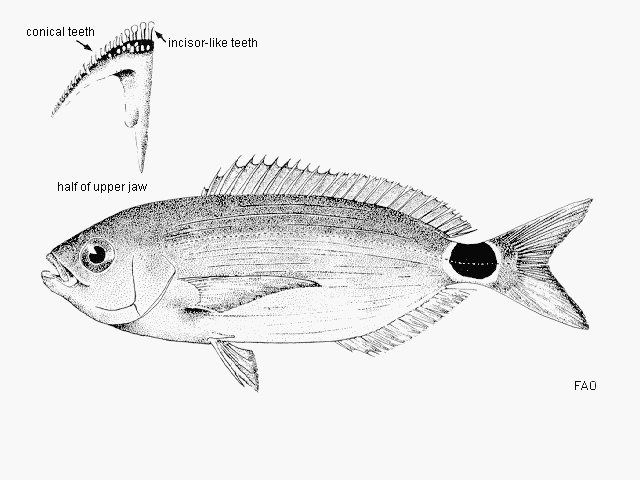 Oblada melanurus