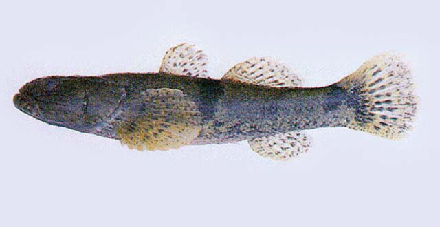 Odontobutis platycephala