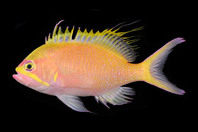 Odontanthias unimaculatus
