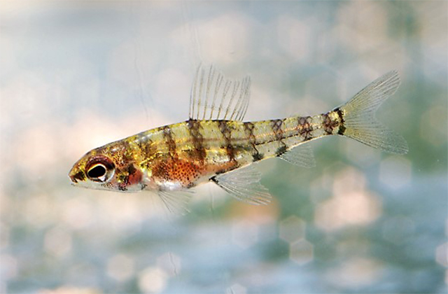 Odontocharacidium varii