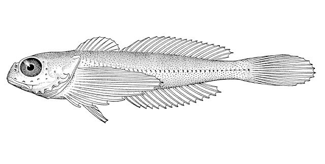 Oligocottus rimensis