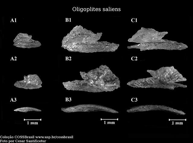 Oligoplites saliens