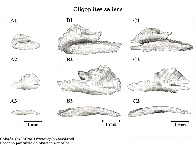 Oligoplites saliens