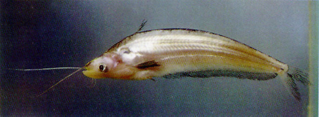 Ompok hypophthalmus