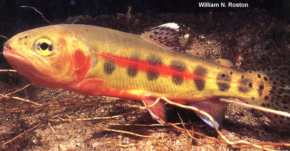 Oncorhynchus aguabonita