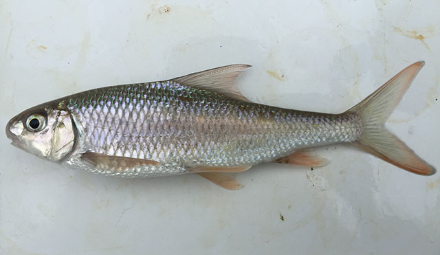 Onychostoma gerlachi