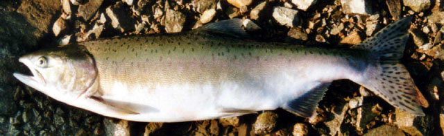 Oncorhynchus gorbuscha