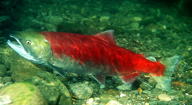 Oncorhynchus nerka