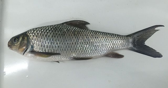 Onychostoma simum