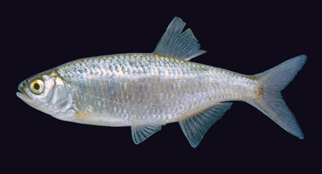 Opsarius barnoides