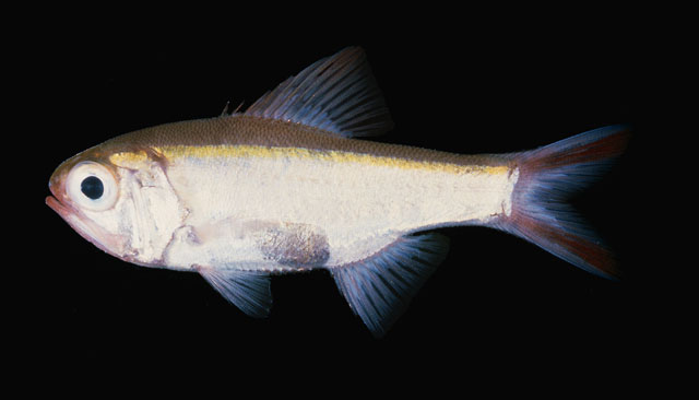 Optivus elongatus