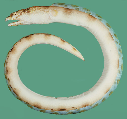 Ophichthus erabo