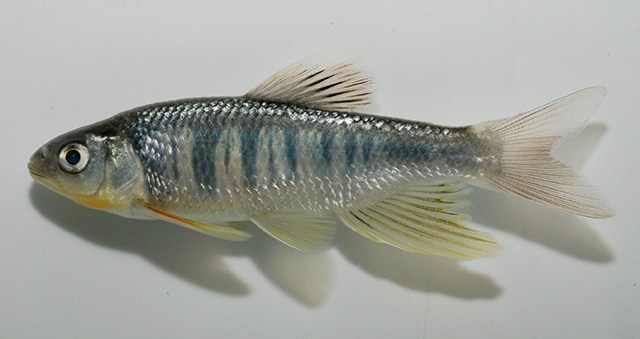 Opsariichthys kaopingensis