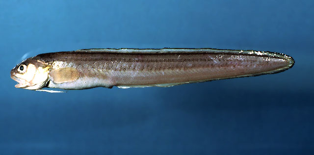 Ophidion marginatum