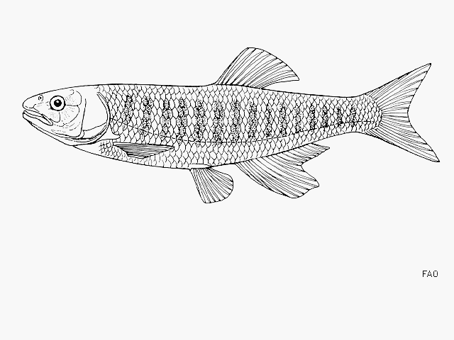 Opsaridium microcephalum