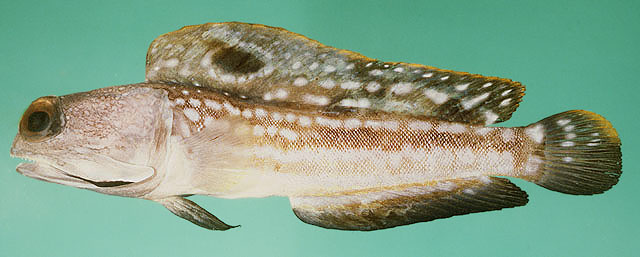 Opistognathus nigromarginatus