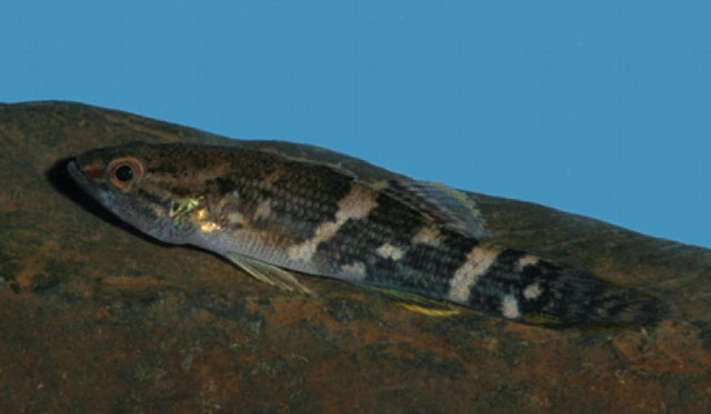 Ophiocara porocephala