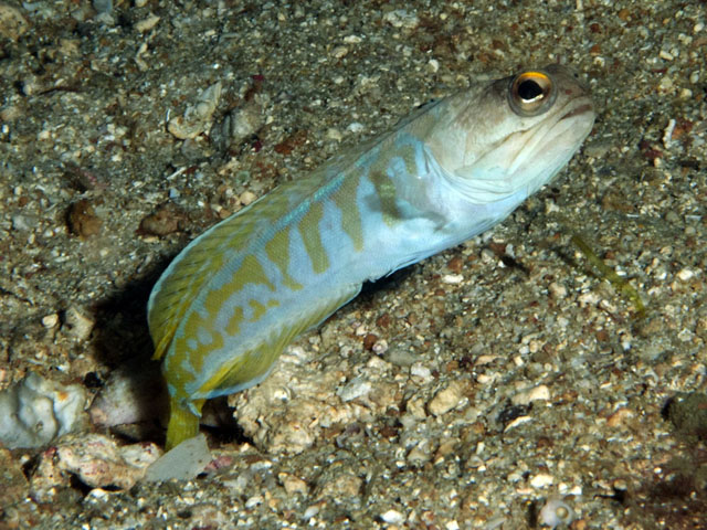 Opistognathus randalli