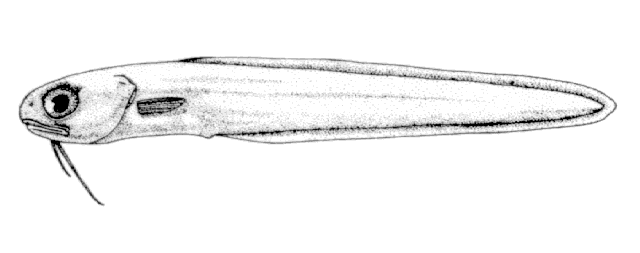 Ophidion selenops