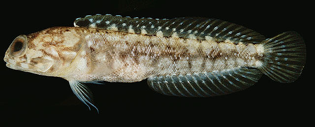 Opistognathus solorensis