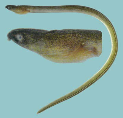 Ophichthus urolophus