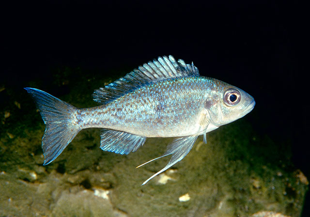 Ophthalmotilapia ventralis