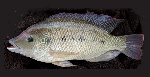 Oreochromis andersonii