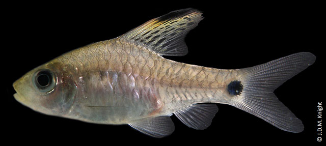 Oreichthys crenuchoides