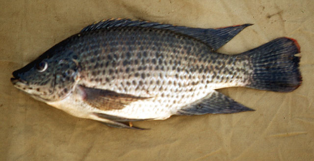 Oreochromis jipe