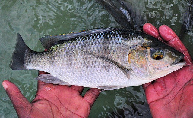 Oreochromis karongae