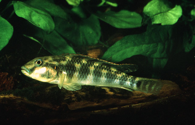 Orthochromis kasuluensis