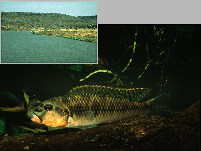 Orthochromis malagaraziensis