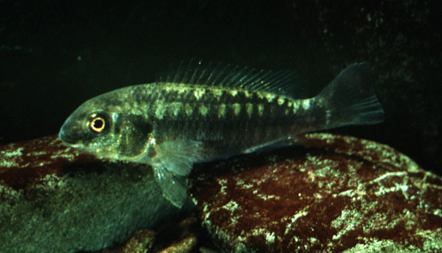 Oreochromis ndalalani