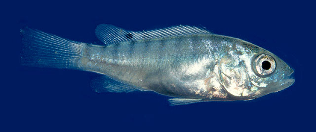 Oreochromis niloticus