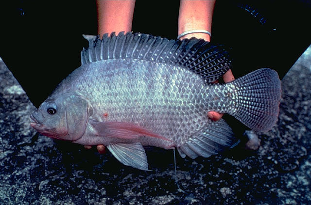 Oreochromis niloticus