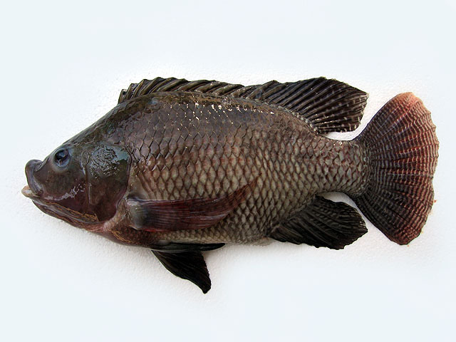 Oreochromis niloticus