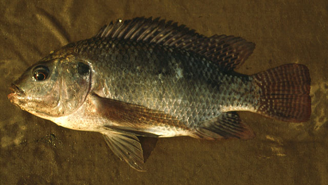 Oreochromis niloticus