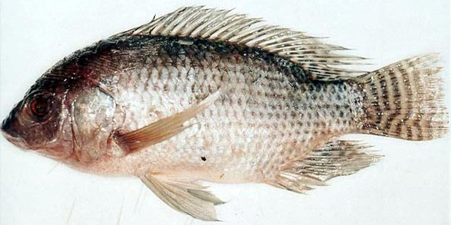 Oreochromis niloticus