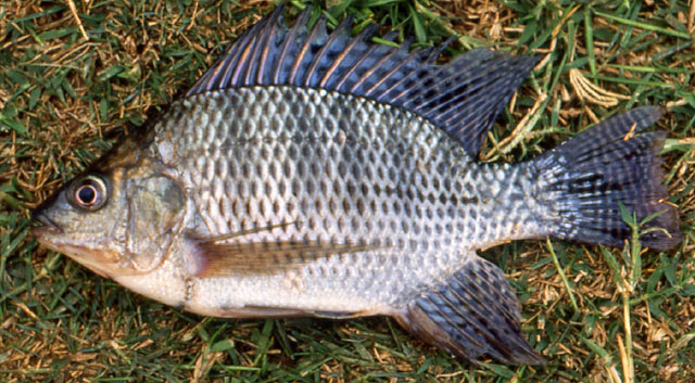 Oreochromis niloticus