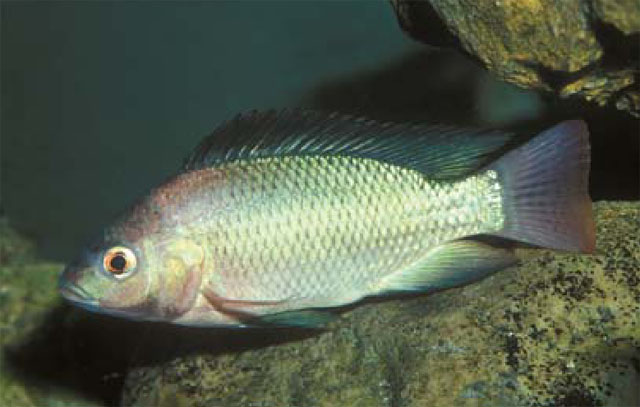 Oreochromis niloticus