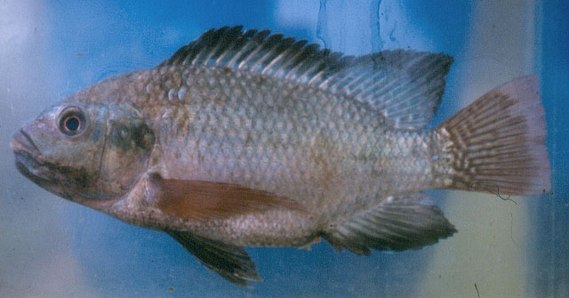 Oreochromis niloticus