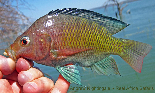 Oreochromis niloticus