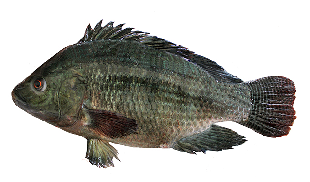 Oreochromis niloticus