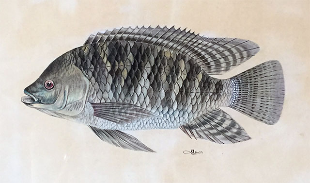 Oreochromis niloticus